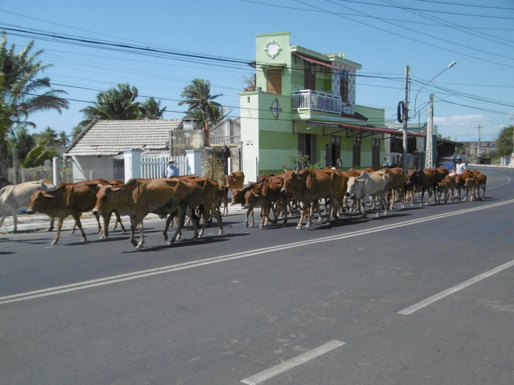Cows on the road in Vietnam