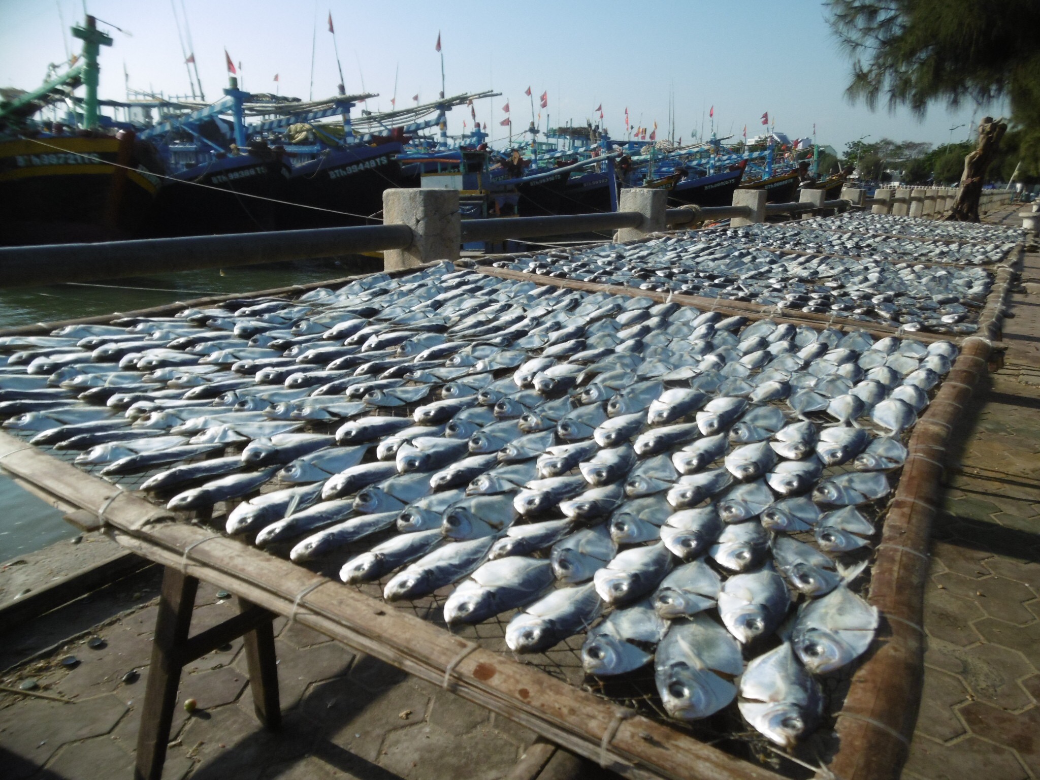 Fish drying in the Phan Thiet docks